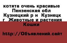 котята очень красивые - Пензенская обл., Кузнецкий р-н, Кузнецк г. Животные и растения » Кошки   